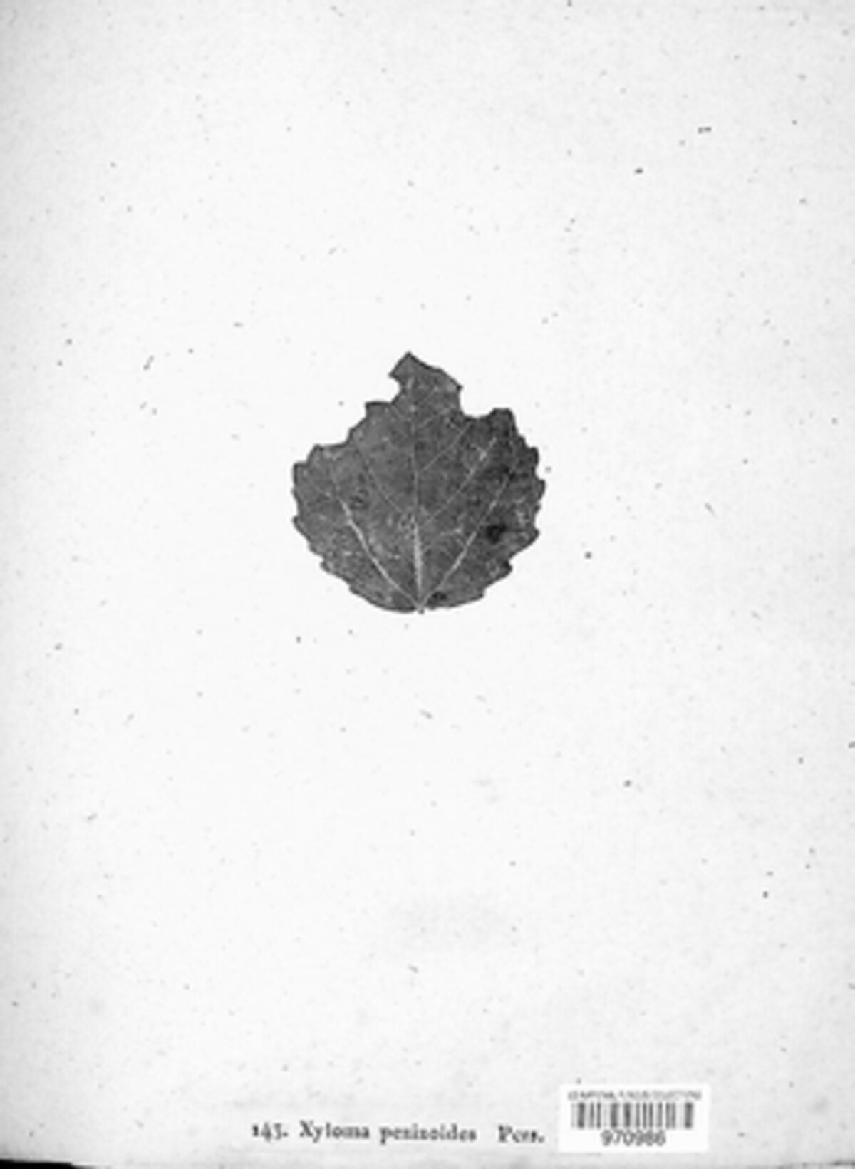 Xyloma pezizoides image